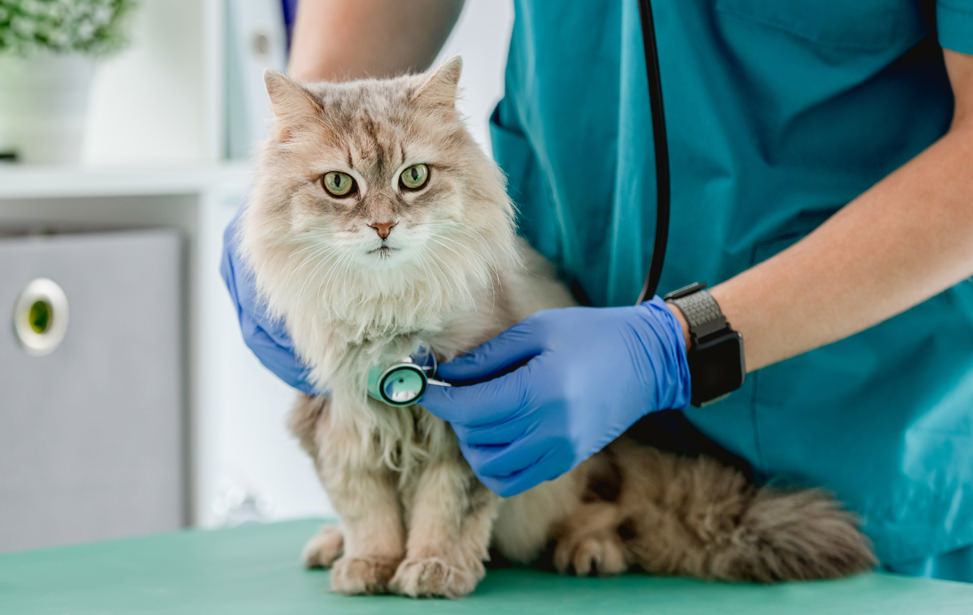 Taichung Veterinary Hospital Group